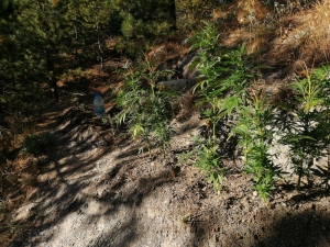 Ormanda Kenevir Yetiştiren Şahıs Jandarmaya Yakalandı