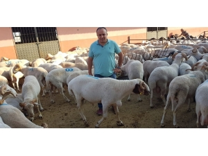 Vatandaşlara Kurban Alımı İle Kesimi Uyarısı