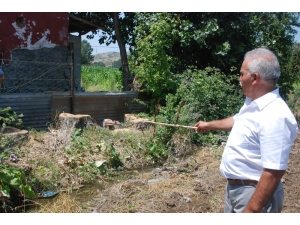 Gurbetçi İle Yeğeni Arasında "Kavak" Anlaşmazlığı