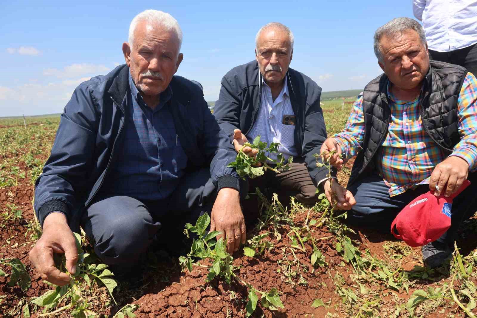 ceviz-buyuklugundeki-dolu-yagisi-tarim-arazilerine-zarar-verdi