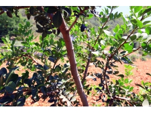 Büyükşehir’den Üreticilere Alternatif Ürün ‘Sakız Ağacı’