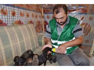 Anneleri Ölen Yavru Köpeklere Belediye İşçisi Sahip Çıktı