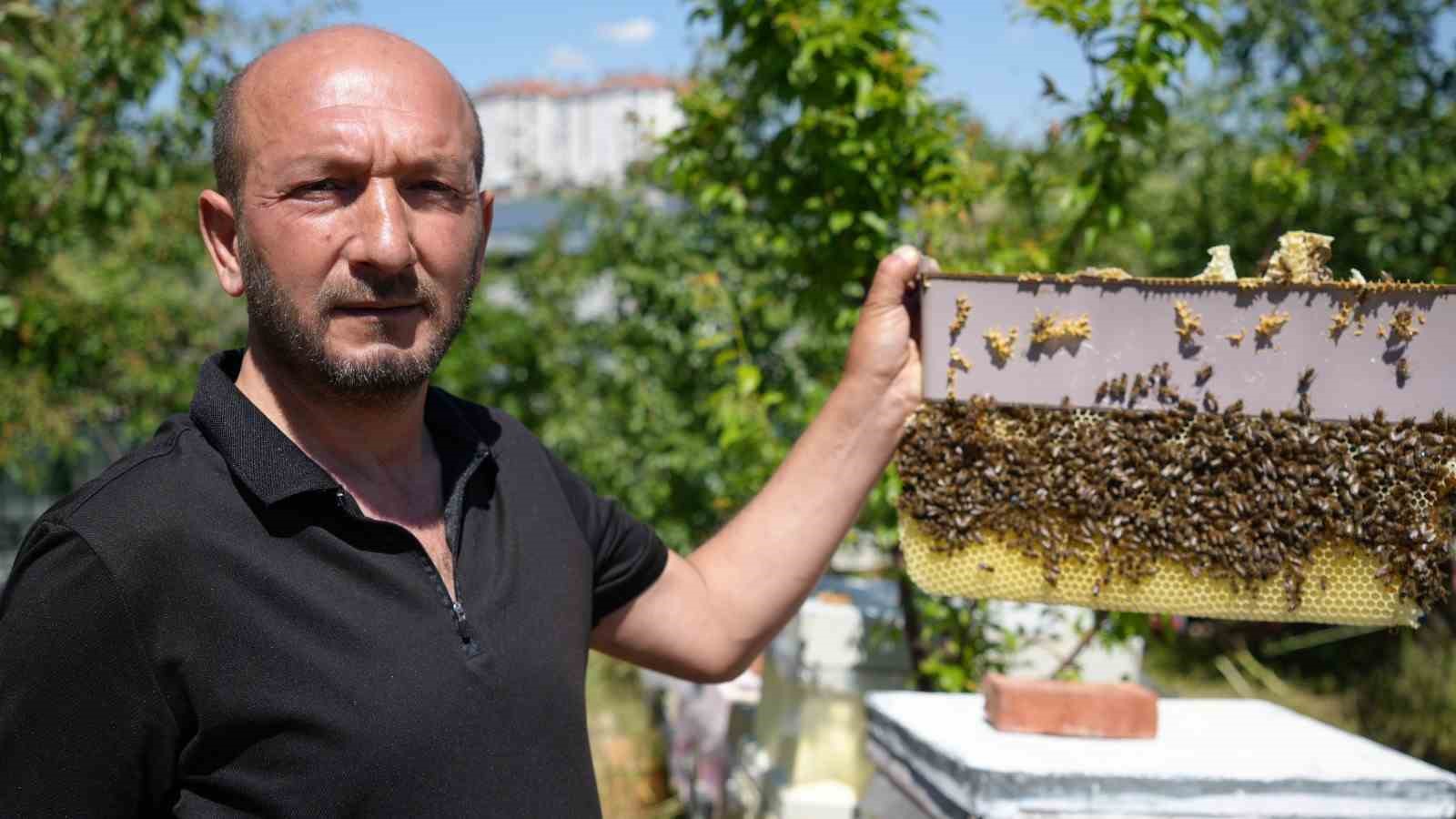 korkmadan-temas-edebildigi-arilarla-5-senedir-birlikte-yasiyor