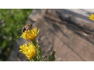 Coğrafi İşaretli Balda Sağım Dönemi Başladı