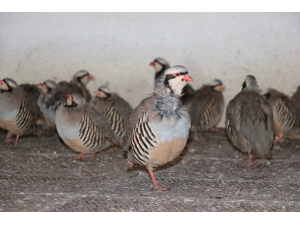 Yozgat’ta Yetiştirilen Keklikler Birçok İlde Doğaya Salınacak