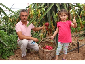 Denemek İçin Ekti Vazgeçemiyor