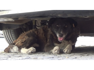 Sıcak Havalar Hayvanları İnsanlardan Daha Fazla Etkiliyor