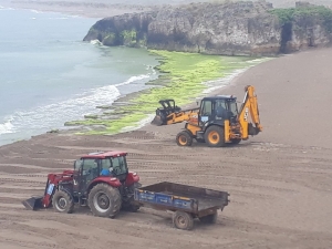 Kandıra Sahillerinden 10 Kamyon Yosun Toplandı