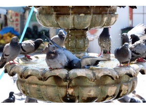 Sıcaktan Bunalan Güvercinler Süs Havuzunda Serinliyor