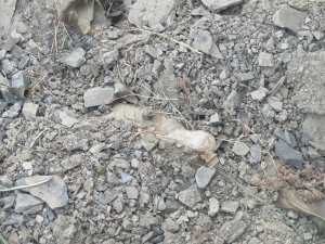 Van’da Terör Operasyonu