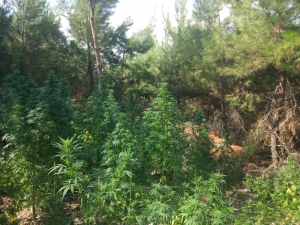 Manisa’da Zehir Tacirlerine Geçit Yok