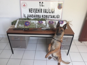 Mısır Tarlasında Uyuşturucu Ele Geçirildi