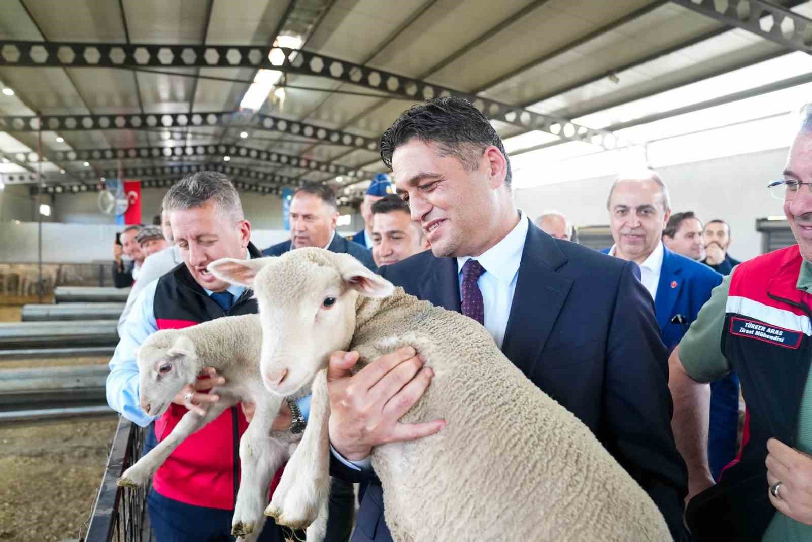 aliaga-da-ucuncu-etap-damizlik-kucukbas-dagitimi-yapildi