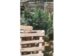 Bahçesinde Hint Keneviri Yetiştiren Şahıs Gözaltında