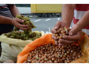 Yaş Fındık 15 Liradan Tezgahlarda