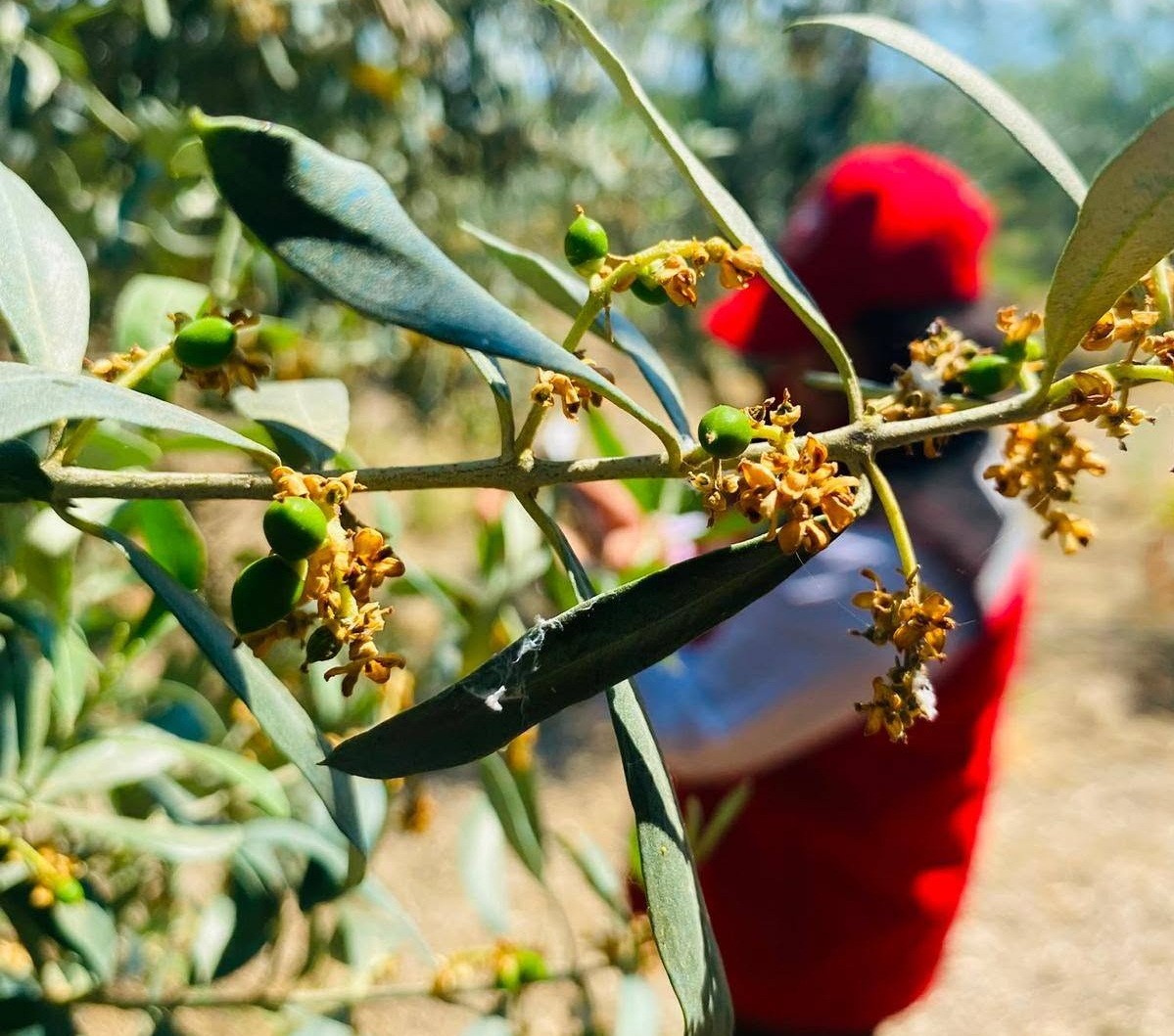 salihli-de-zeytin-guvesi-alarmi