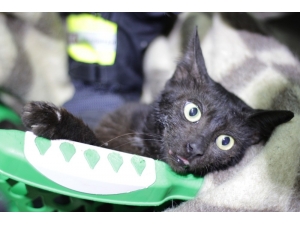 Günlerdir Boynundaki Kavanozla Yaşayan Kedi Sonunda Kurtarıldı