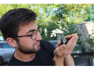 Yerde Bulduğu Ebabil Kuşuna Sahip Çıktı