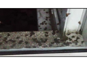 Rizeli’nin ’Vampir Kelebek’ İle İmtihanı Bitmiyor