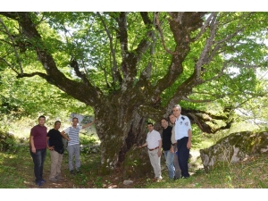 Buzluk Yaylası Turizme Kazandırılıyor