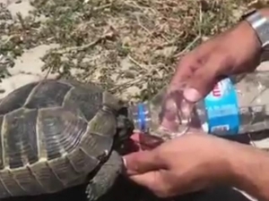Polis Memurundan Kaplumbağaya Şefkat Eli