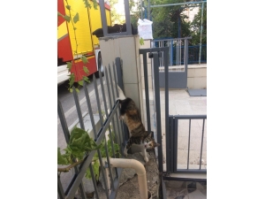 Isparta’da Demir Korkuluklara Saplanan Kediyi İtfaiye Kurtardı