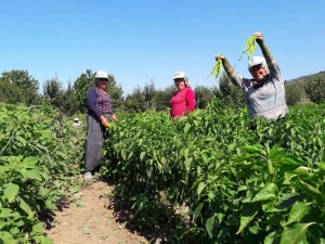 Sakarya’da Biber Hasadı Başladı