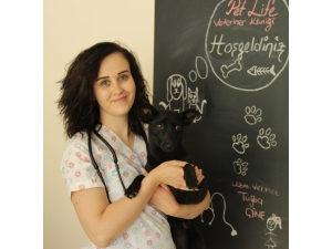 Evcil Hayvanları İçin Öğle Saatlerine Dikkat