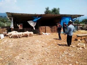 Kurbanlıklar Firar Etti