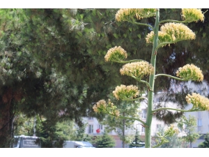 Sabır Bitkisi Gemlik’te Çiçek Açtı