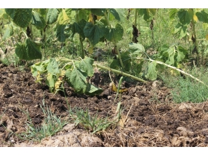 Kırklareli’de Dev Hortum Yerle Bir Etti