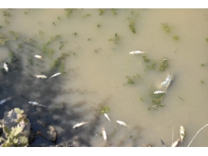 Altyapı Çalışması İçin Kanal Suyu Kesildi, Yüzlerce Balık Telef Oldu