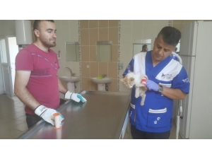Veteriner Ekipleri Yaralı Kediyi Kurtardı