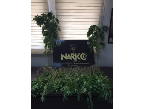 Ormanlık Alanda 865 Adet Kök Hint Keneviri Ele Geçirdi