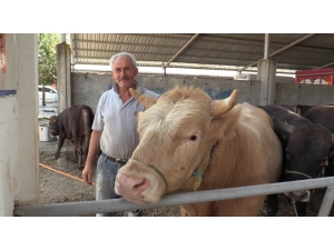 Atakum Canlı Hayvan Pazarı Üreticiyle Birlikte Açıldı