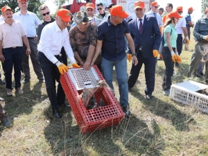Bin Keklik Doğaya Salındı