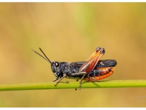 Samsun’da 1784 Endemik Bitki Türü Tespit Edildi