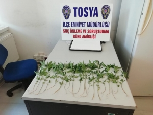 Tosya’da Bahçeye Ekili 20 Kök Kenevir Ele Geçirildi