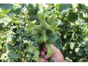 Bilim Sayesinde Fındık Üretimi Arttı