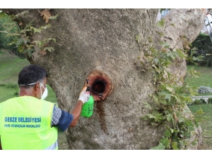 Asırlık Çınarlar Bakıma Alındı
