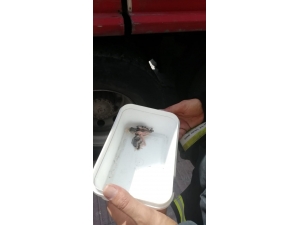 Yuvadan Düşen Yavru Serçe Kurtarıldı