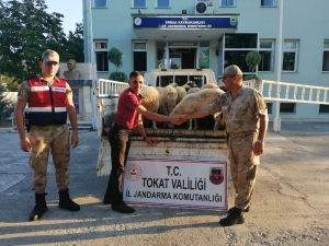 Firari 1 Kişi Ve 7 Koyun İçin 5 Şüpheli Sorgulanıyor