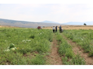 Yakacık Karpuzu Hasadı Başladı