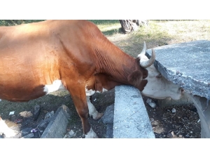 Kafası Beton Piknik Masasına Sıkışan İneği İtfaiye Kurtardı