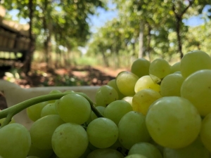 Türkiye’nin Üzüm Ambarında Üzümler Kurutulmaya Başlandı