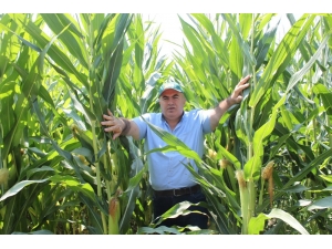 Mısır Üreticisi Referans Fiyatın Açıklanmasını Bekliyor