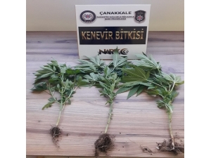 Çanakkale’de Uyuştucu Operasyonu: 1 Tutuklama