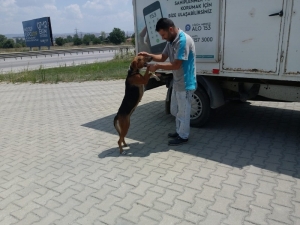 Karşıdan Karşıya Geçemeyen Köpeğin Yardımına Koştular
