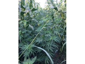 Jandarmadan Esrar Operasyonu