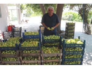 Mersin’de İncir Altın Yılını Yaşıyor